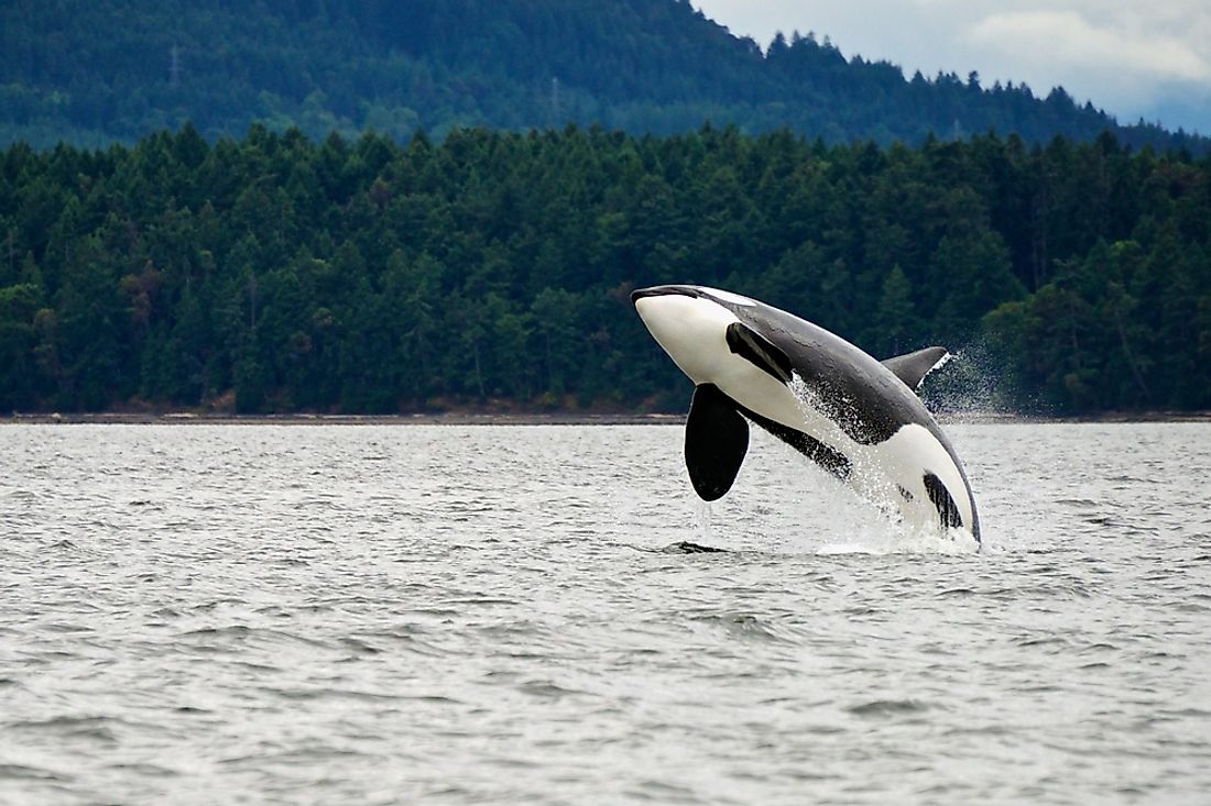 A killer whale on the west coast of Canada. 