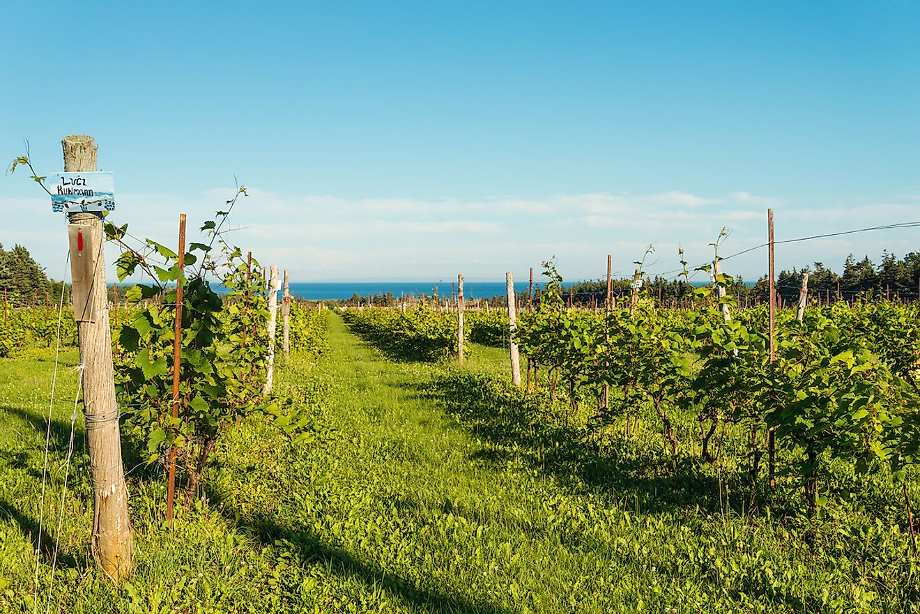 Beautiful rows of grapes (Point East Coastal Drive, Prince Edward Island, Canada). Image credit:  Vadim.Petrov/Shutterstock.com