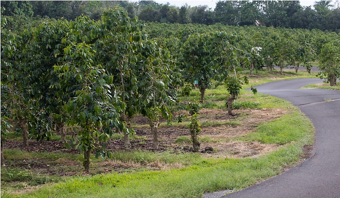 Kona coffee plantation of Hawaii's Big Island.