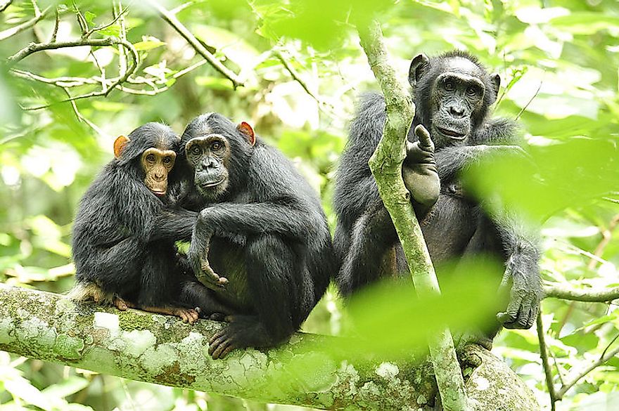 Chimpanzees in Ugandan forests.