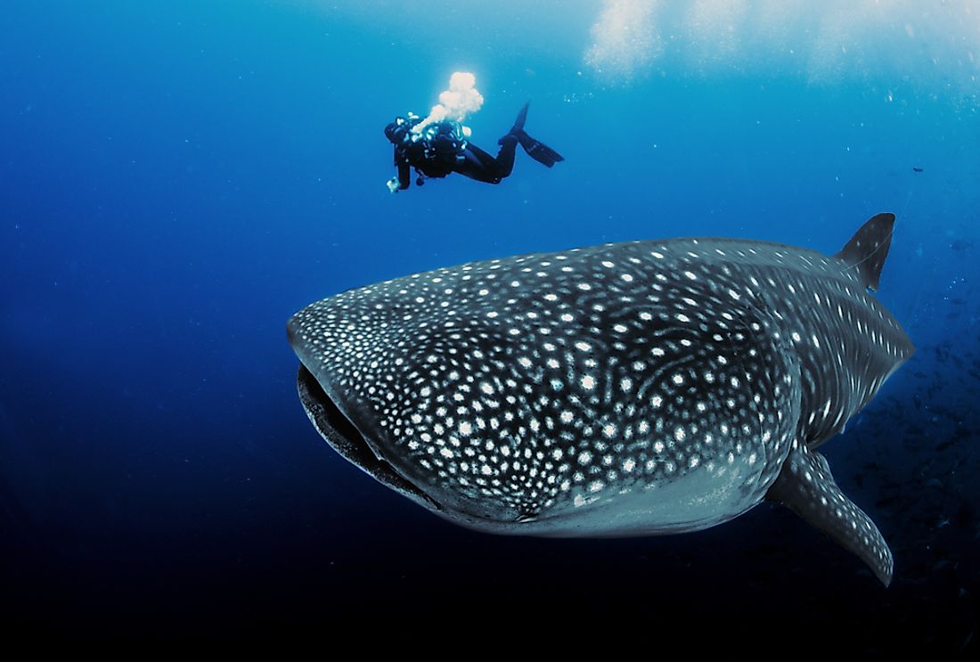 Whale sharks are found in tropical waters around the world.