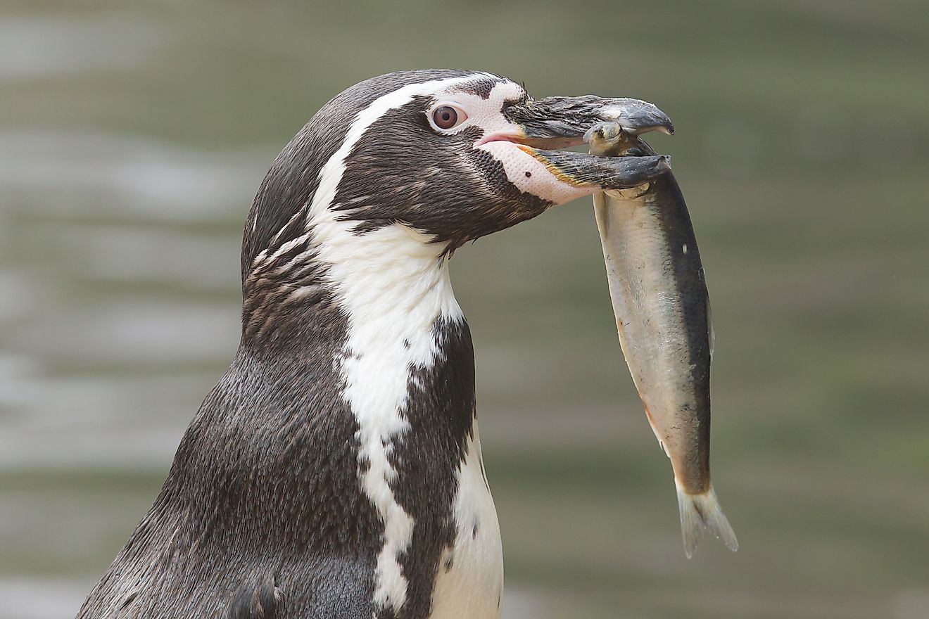 A penguin with fish in its mouth.