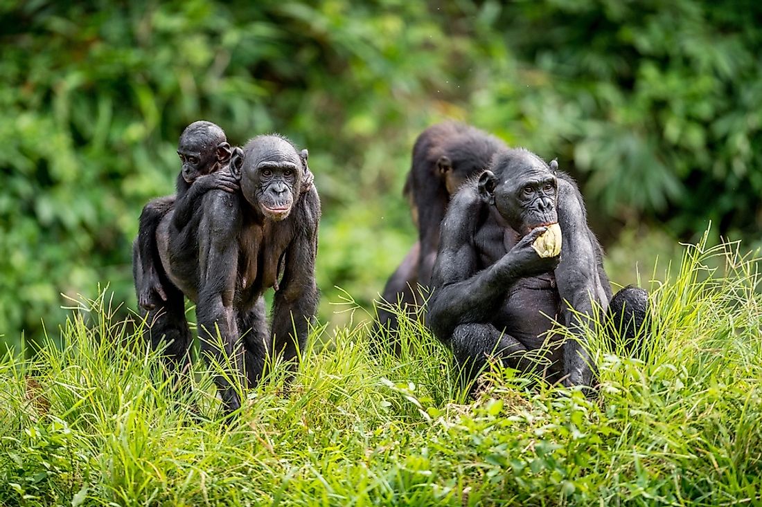 Bonobos are social animals. 