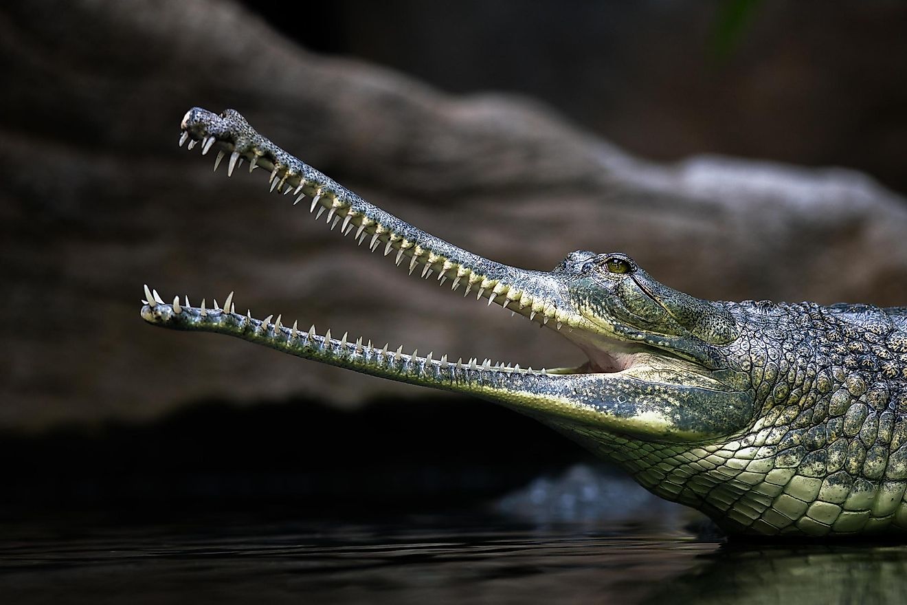 The gharial (Gavialis gangeticus), also known as the gavial, is a crocodilian in the family Gavialidae. One of the most endangered crocodile species.
