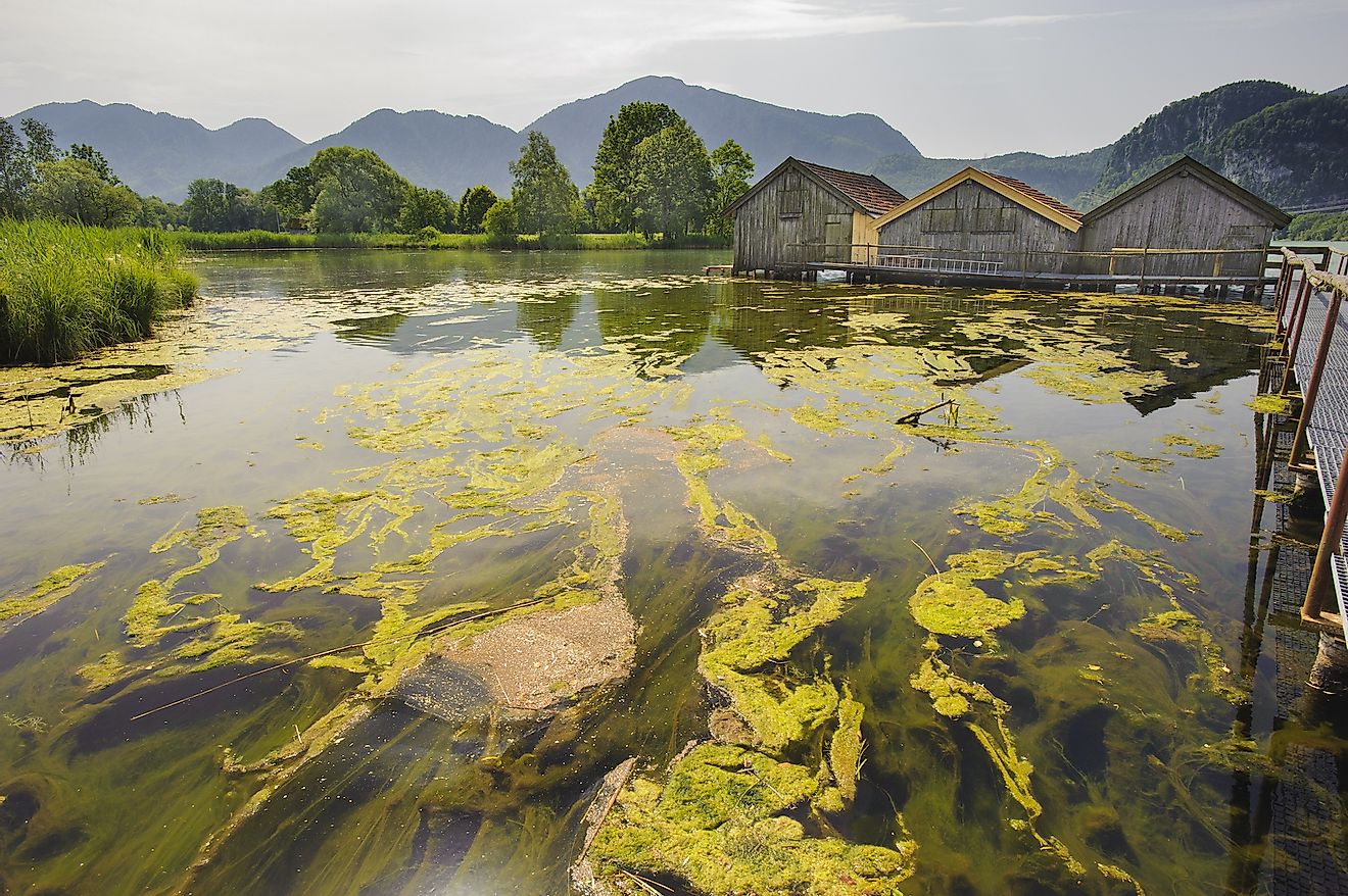 Algal bloom in Lake Bavaria
