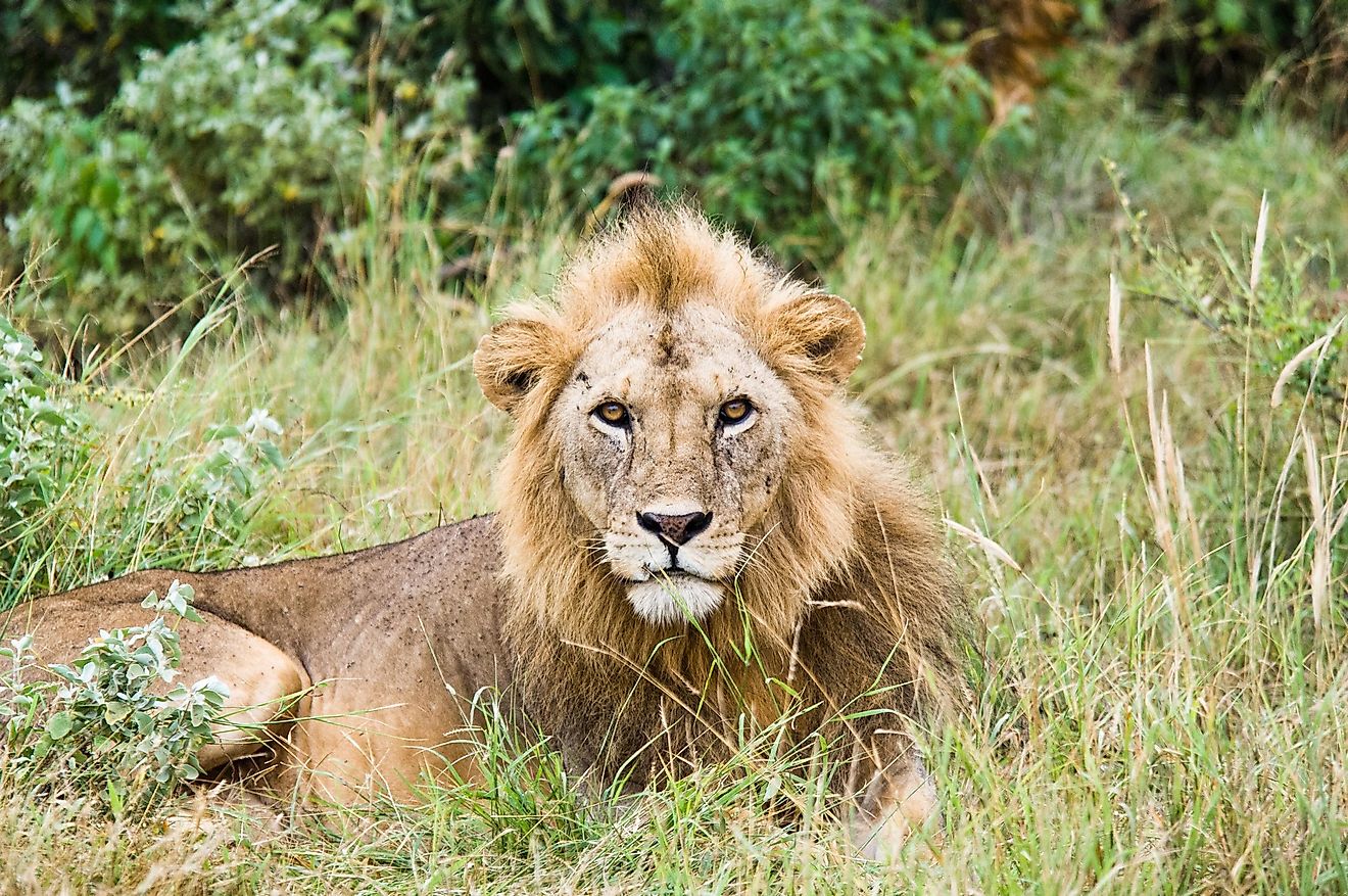 The lion commonly referred to as “the king of the jungle,” is one of the most popular animals in the wild and a member of the “Big Five Game.” Editorial Credit: Florian Berger on Unsplash