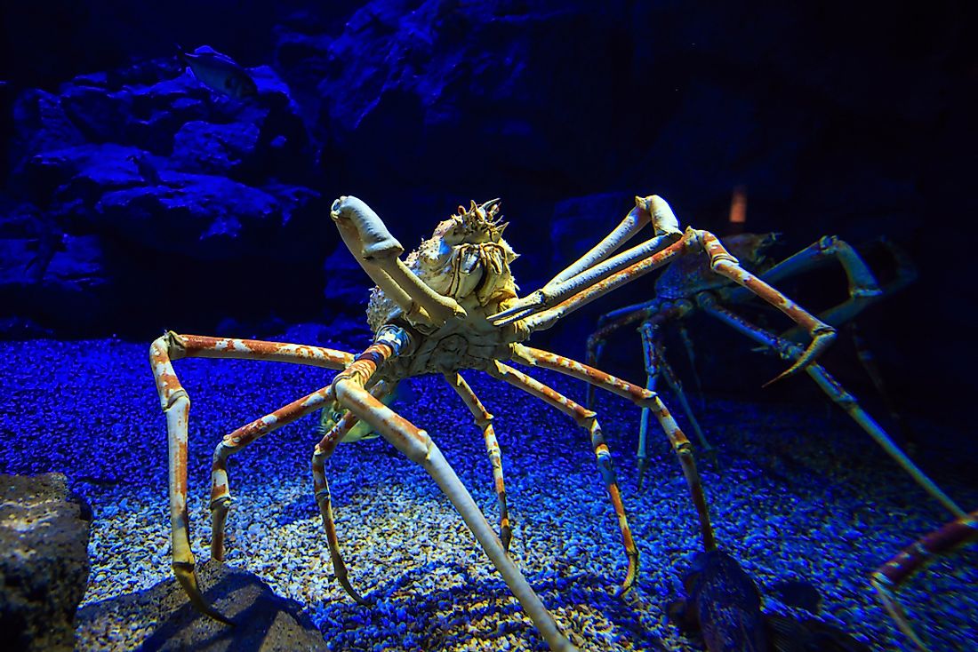 A giant spider crab in an aquarium. 
