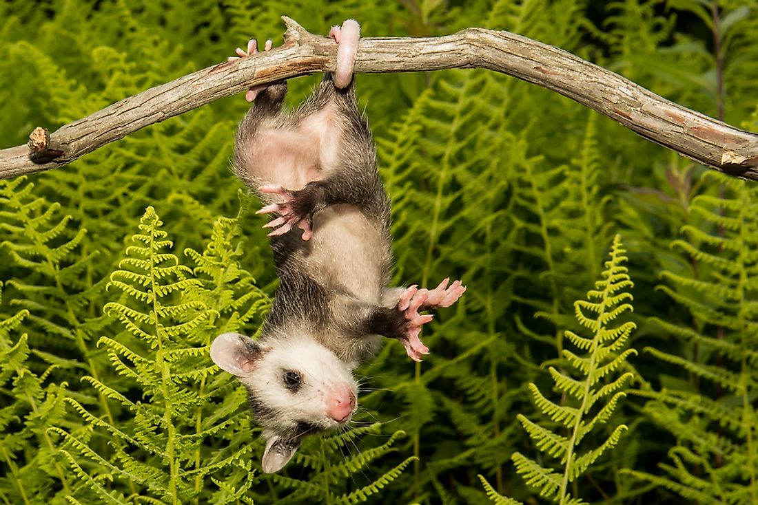 Opossum hanging from a branch.