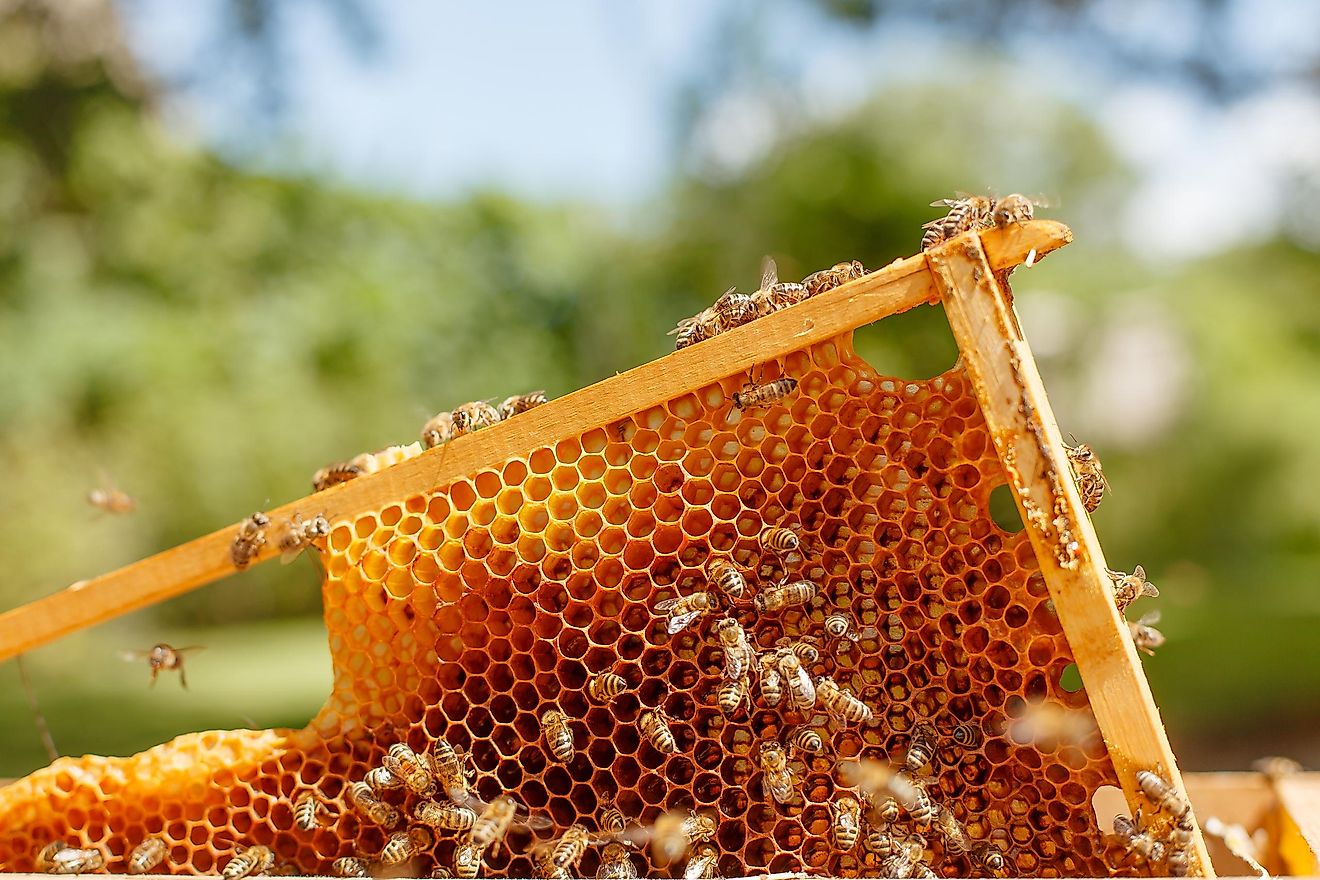 Closeup of bees on honeycomb in apiary.