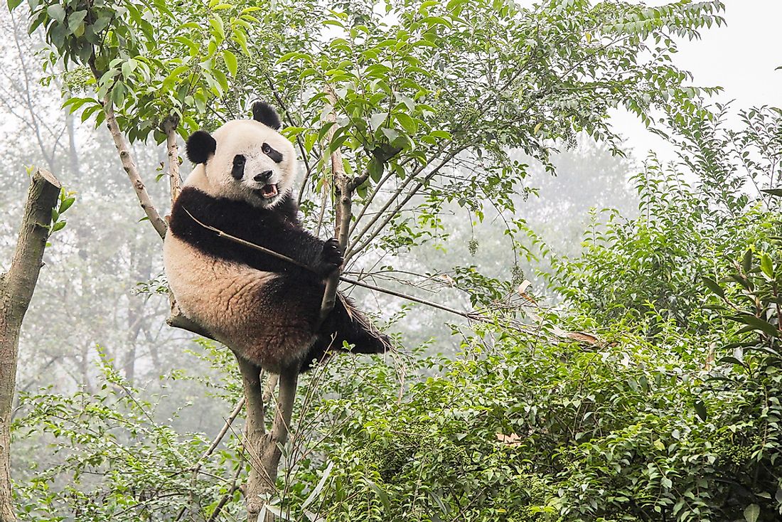 A giant panda sits in a bamboo tree. 