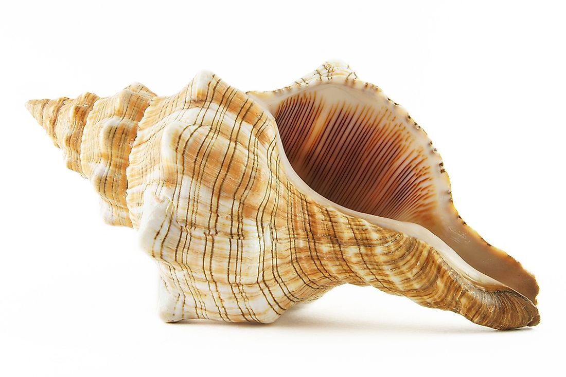 Have you ever tried to hear the ocean through a conch shell? 