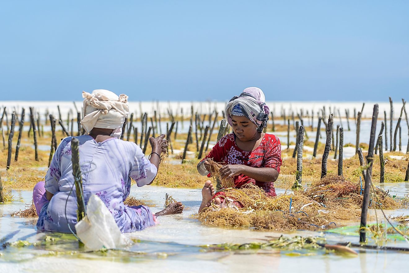 Tanzanian women harvesting seaweed for soap, cosmetics and medicine in Zanzibar, Tanzania, East Africa. Image credit: OlegD/Shutterstock.com
