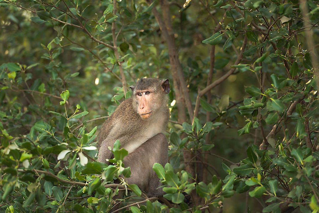 Rhesus macaques are native to the Southeast, Central, and South Asia.