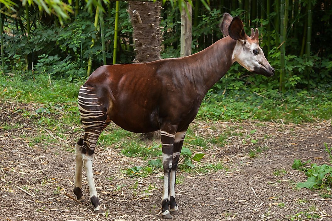 The okapi has a long neck and white stripes on its legs.