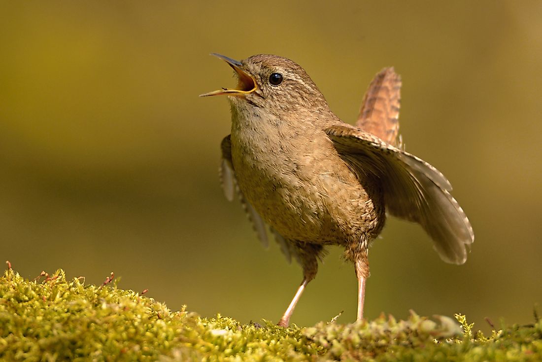 Wrens feed spiders to their young. 