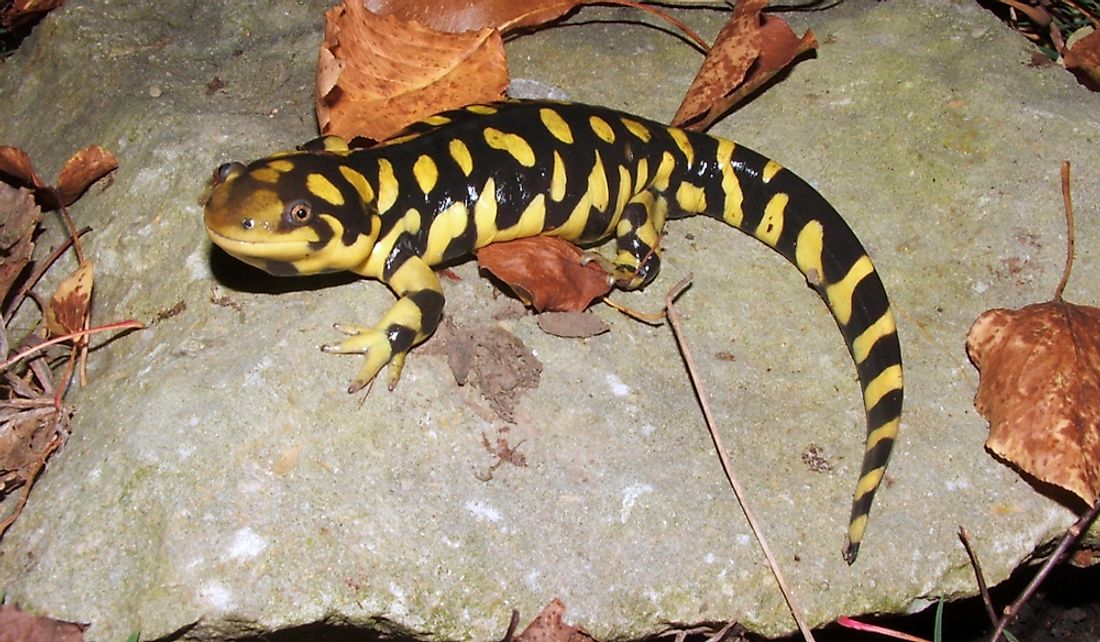 A barred tiger salamander on a rock.