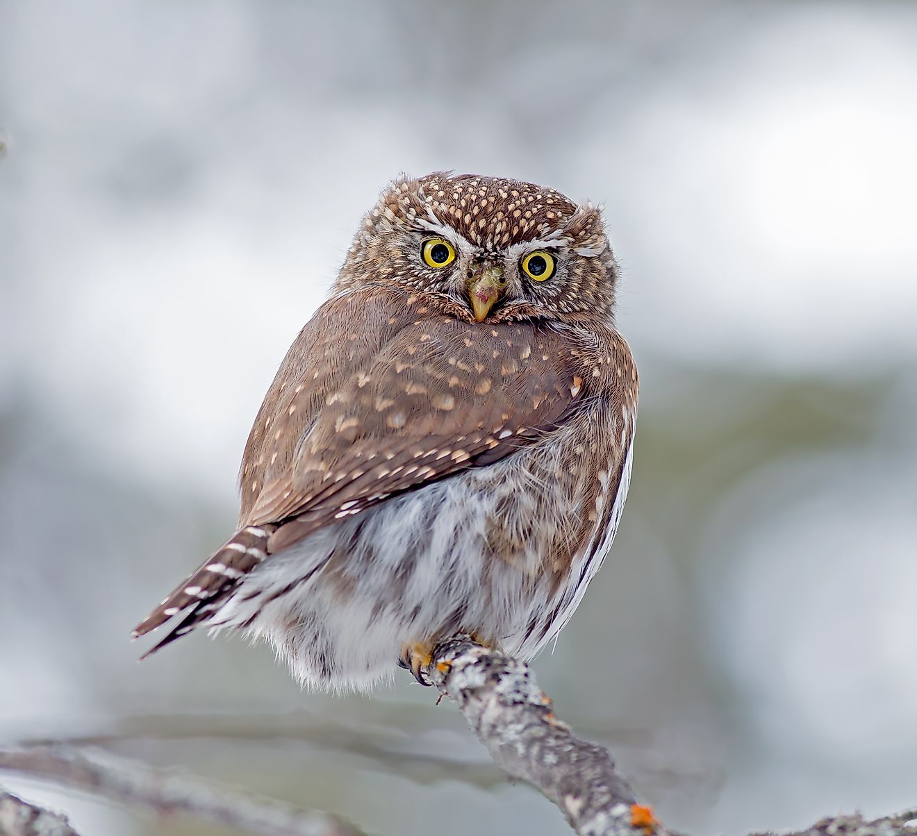 Northern Pygmy Owl is a small owl native to North and Central America.