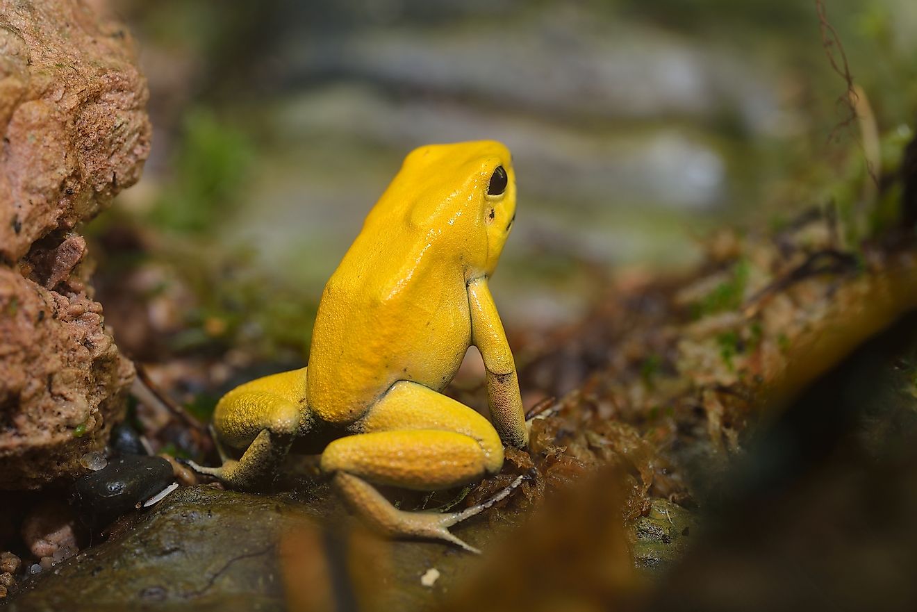 Golden Poison Arrow Frog