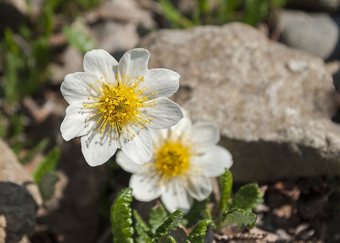 Mountain avens, the flower of the Northwest Territories. 