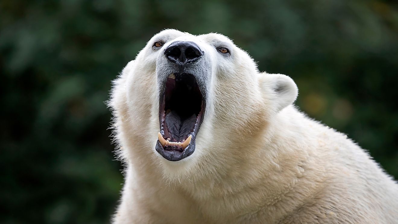 Climate change is putting polar bears in big trouble.