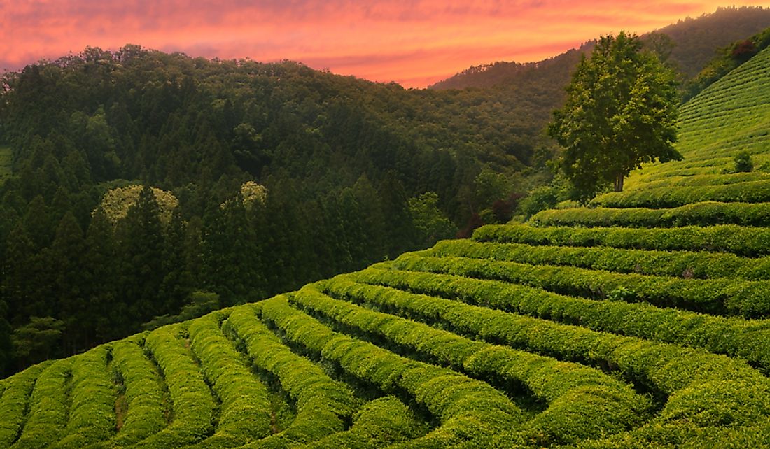 Green tea fields in South Korea.