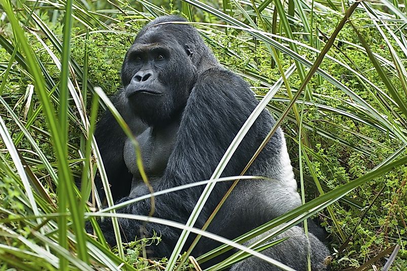 Male Grauer’s Gorilla with iconic "silver back", a sign of maturity.