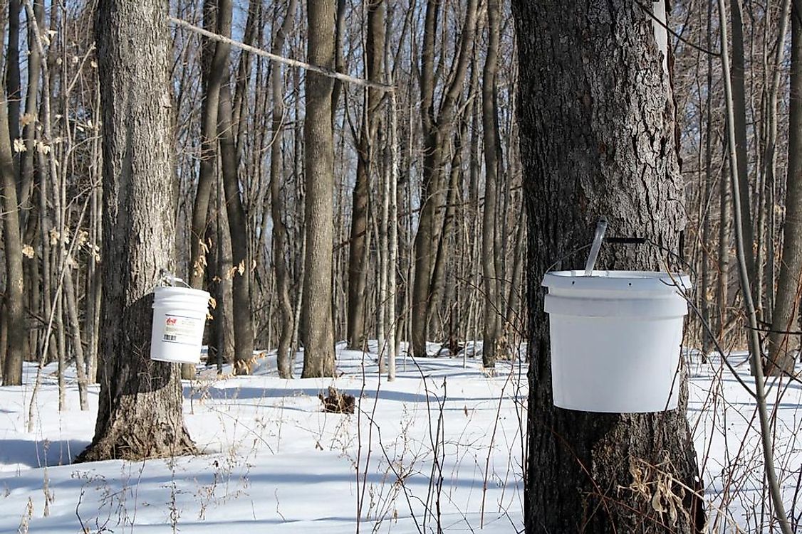 Maple sap being collected in a maple syrup farm in Canada.