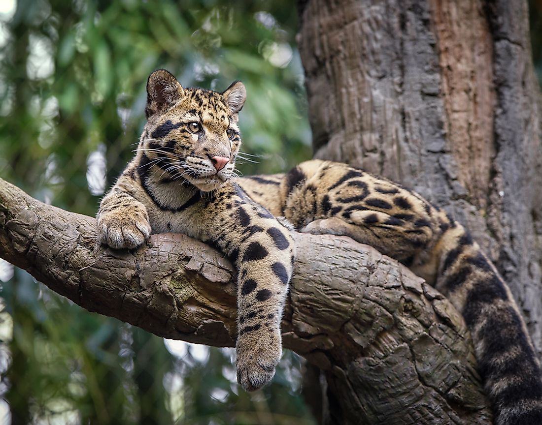 Like most large cats, Clouded Leopards are fierce hunters, and very independent in their behaviors.