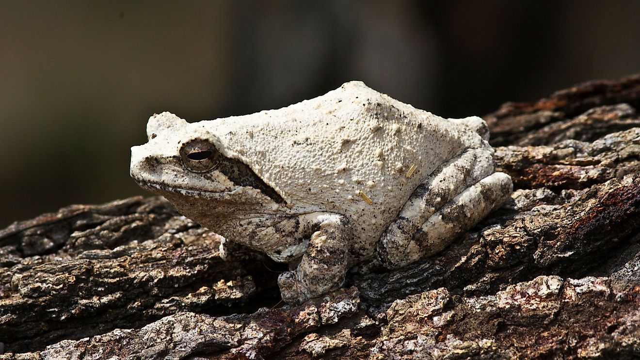 The Grey Ghost Frog or Foam-nest Frog turns a chalky white when it aestivates. 