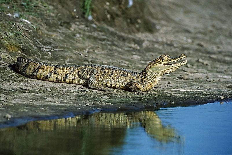 A Spectacled Caiman along the water's edge.