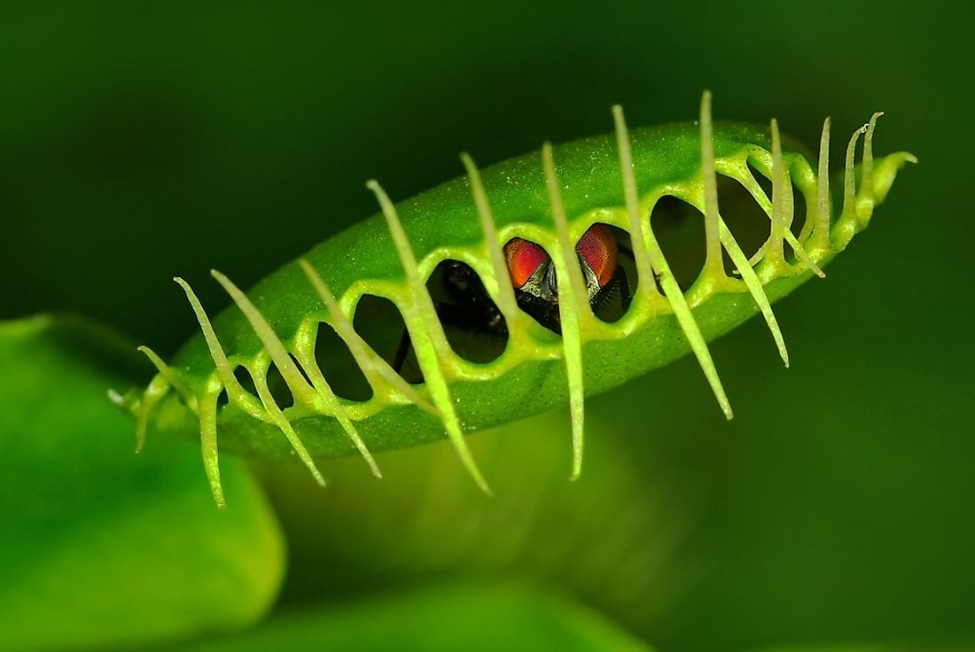 A venus fly trap is an example of an autotroph. 