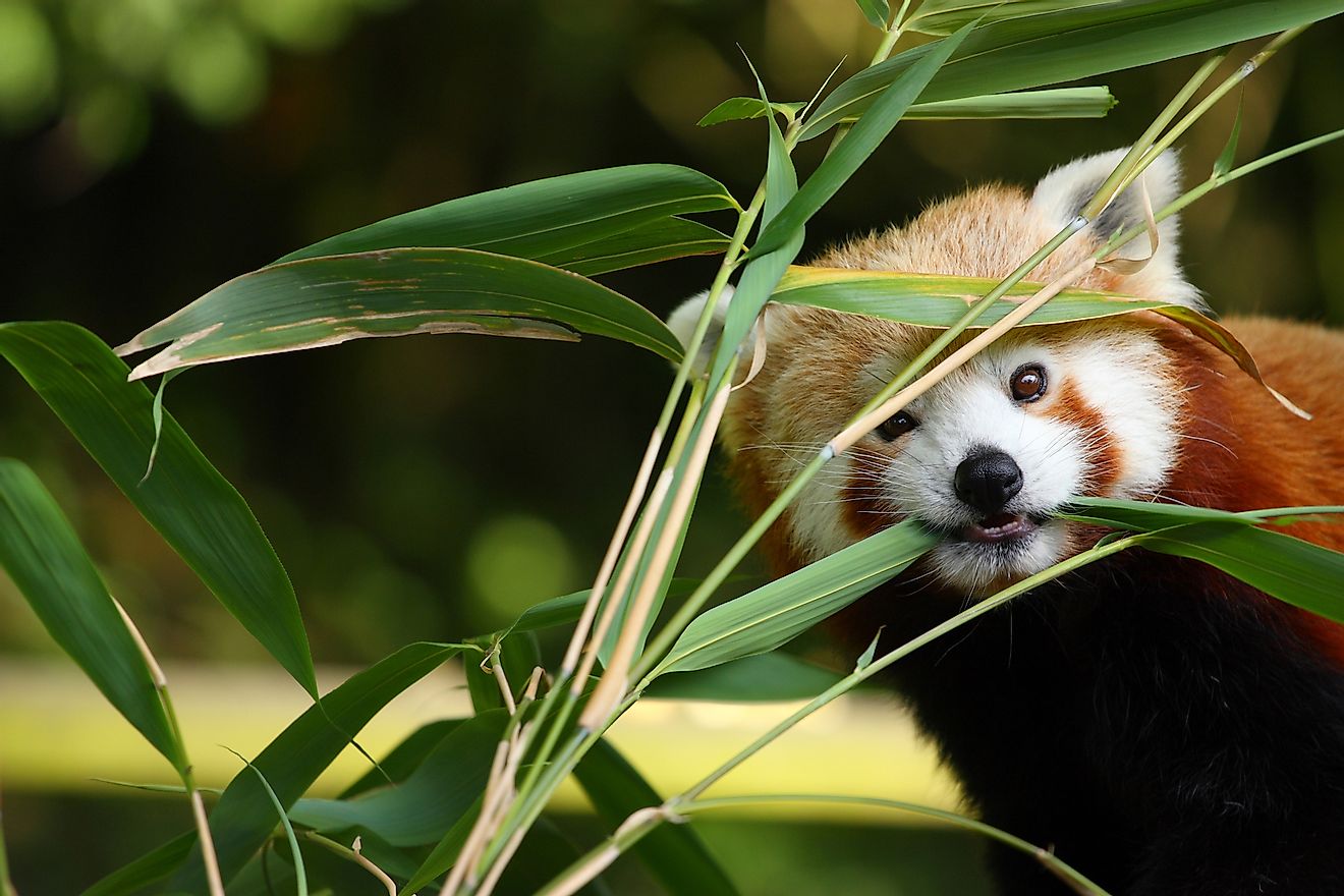 A red panda chewing bamboo leaves.
