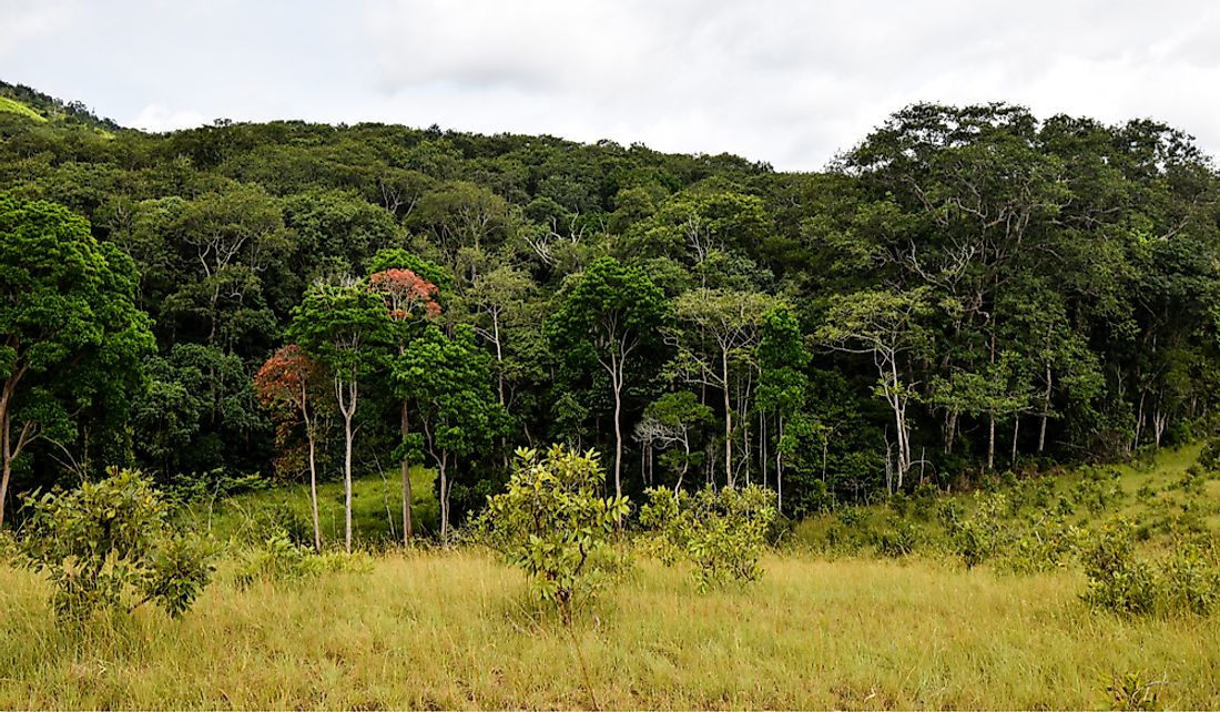 Forestry is an important industry in Gabon.