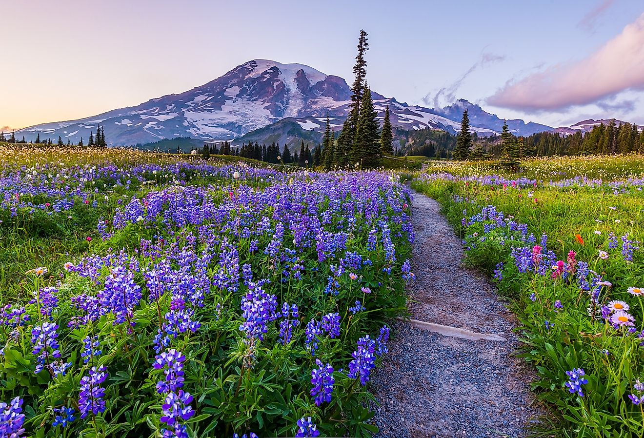 Reflection lake trail in summer with purple flowers blooming, Mount Rainier, Washington.