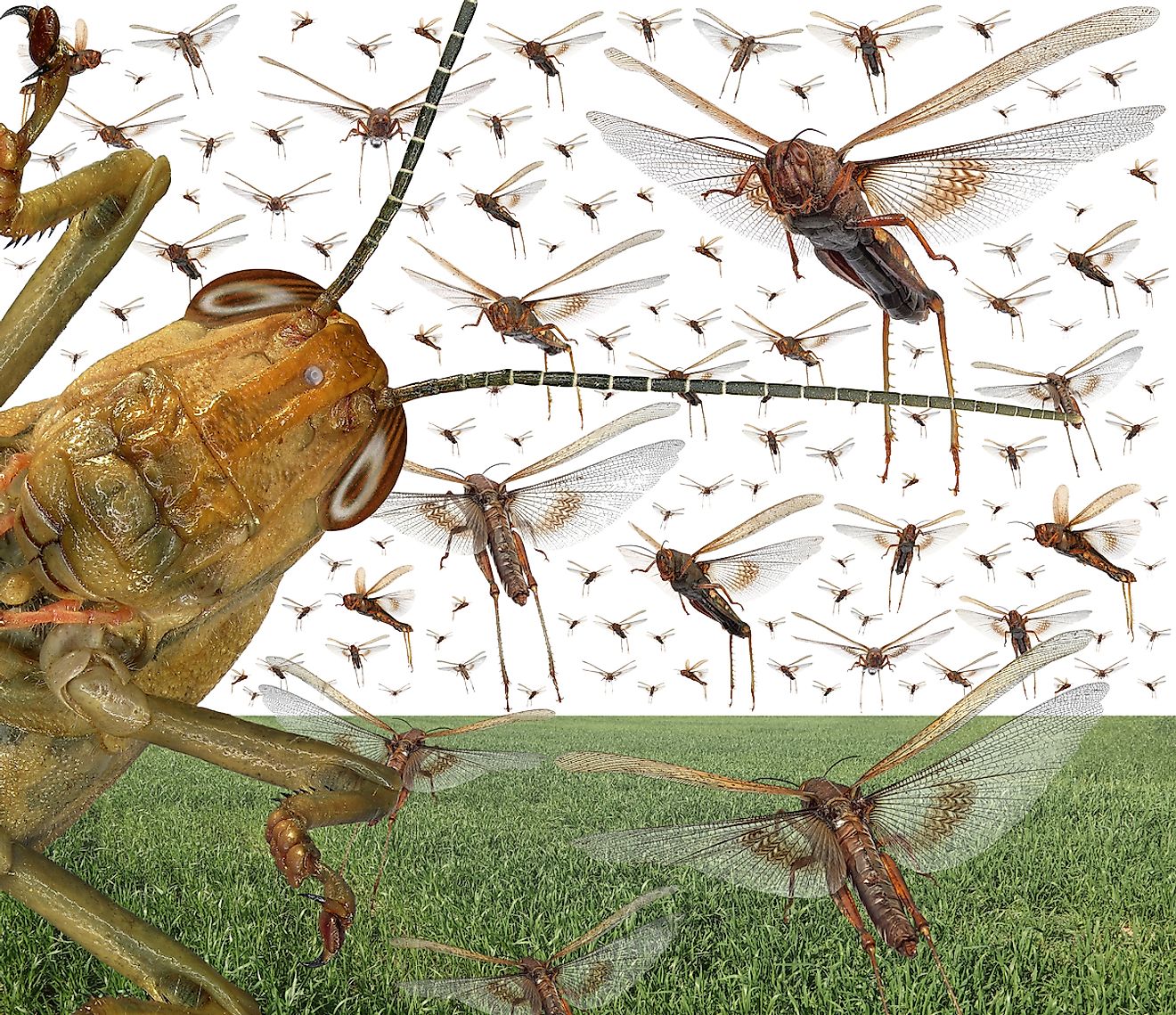 Migratory locust swarm above the cereal green field. Image credit: Protasov AN/Shutterstock.com
