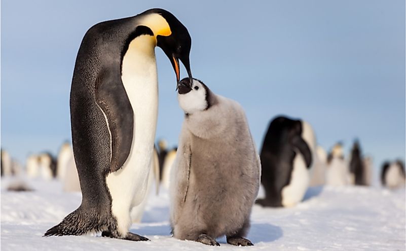 Emperor penguin chick requesting food from mother.