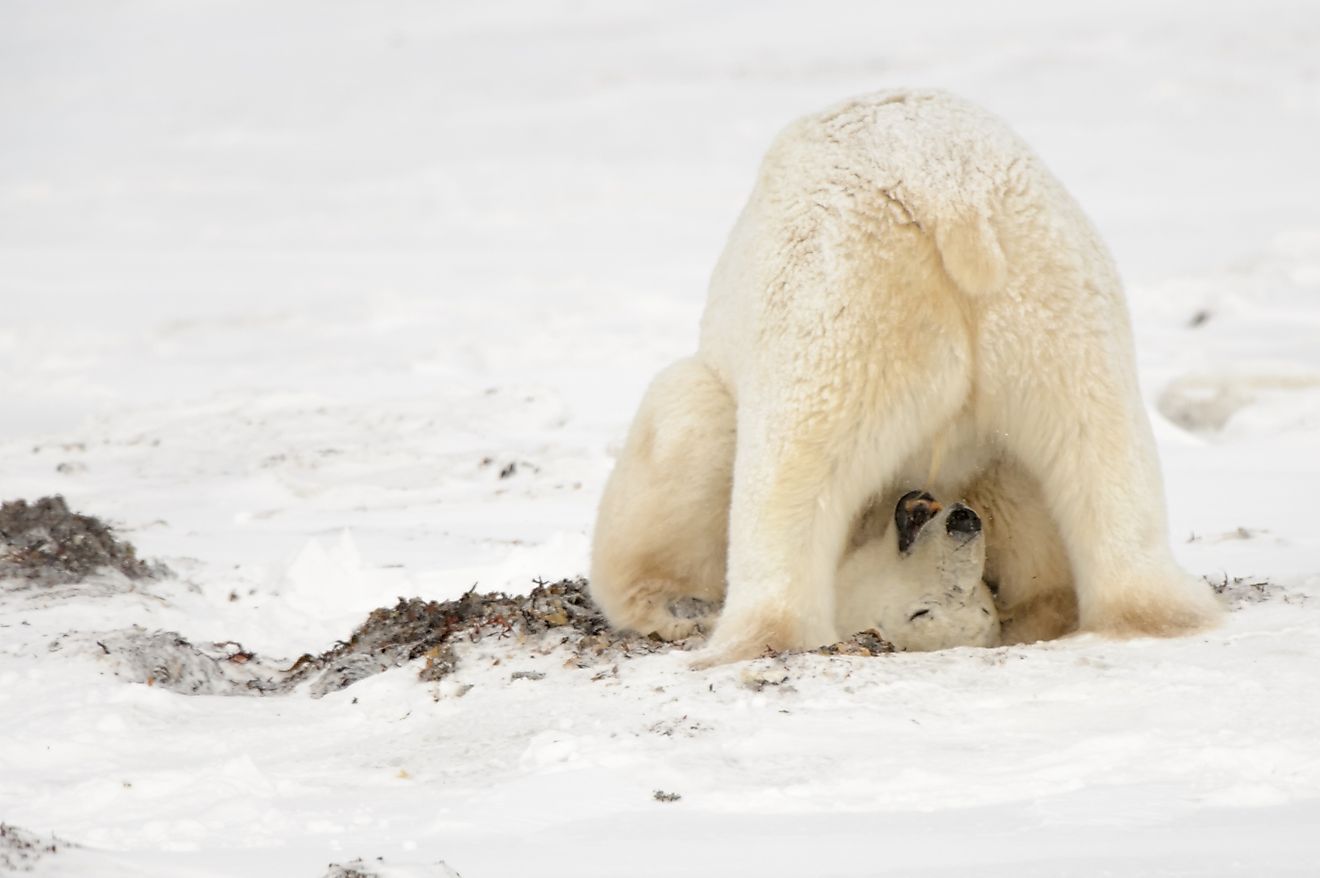 A polar bear in a playful mood. Image credit: NaturesMomentsuk/Shutterstock.com