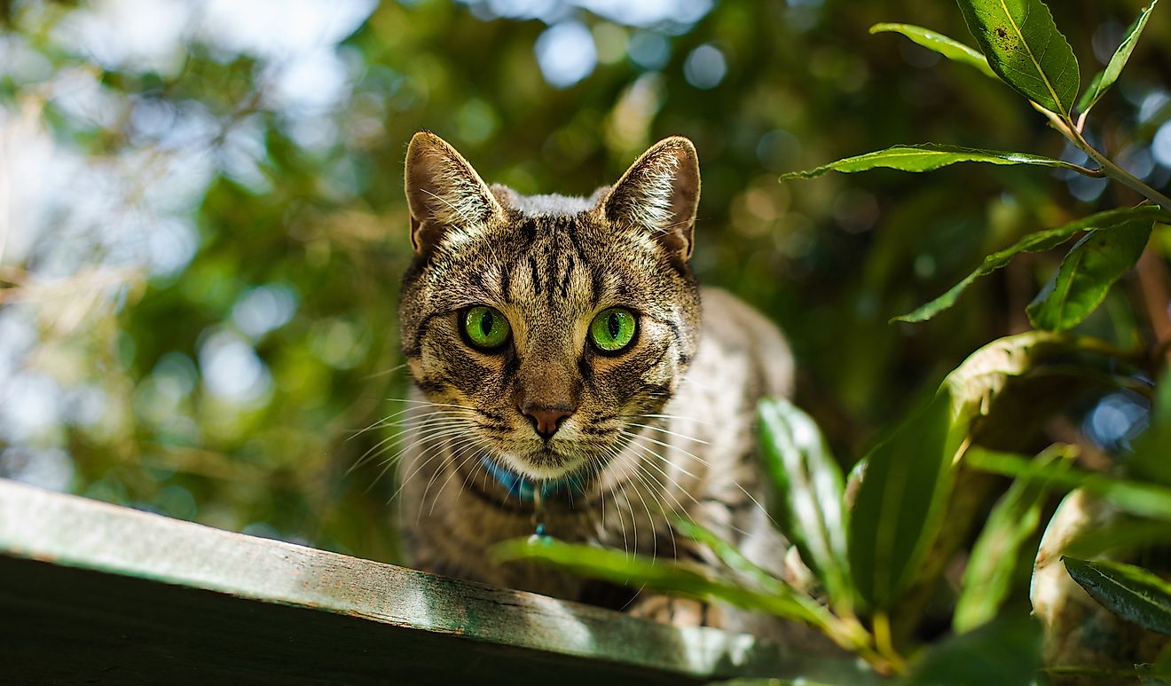 Beautiful cat with gorgeous green eyes in a summer garden in Auckland, New Zealand. Image credit: Coupek Martin/Shutterstock.com