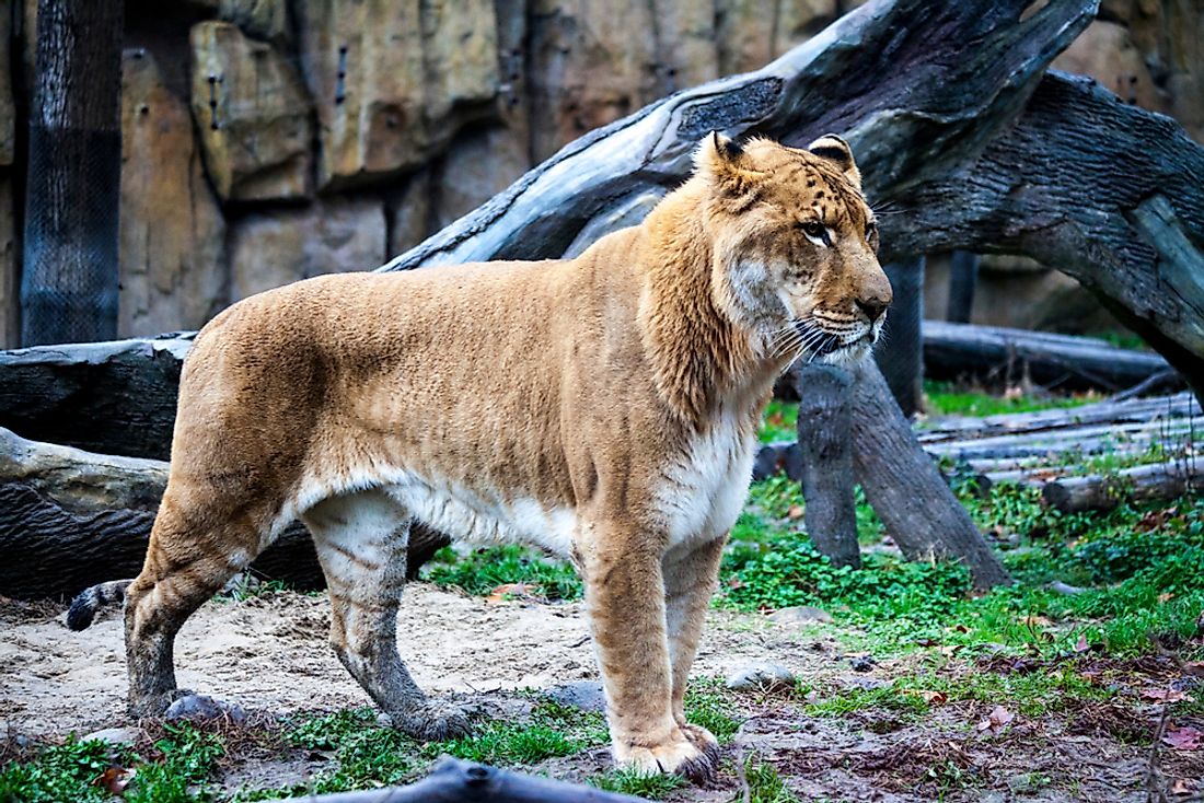 Ligers tend be to larger than both their lion and tiger parents.