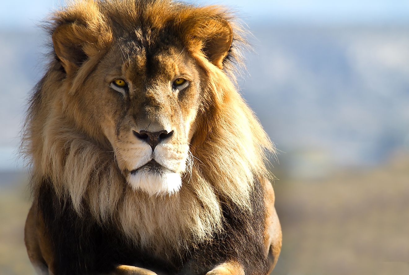 A magnificent male African lion. Image credit: Deborah Kolb/Shutterstock.com