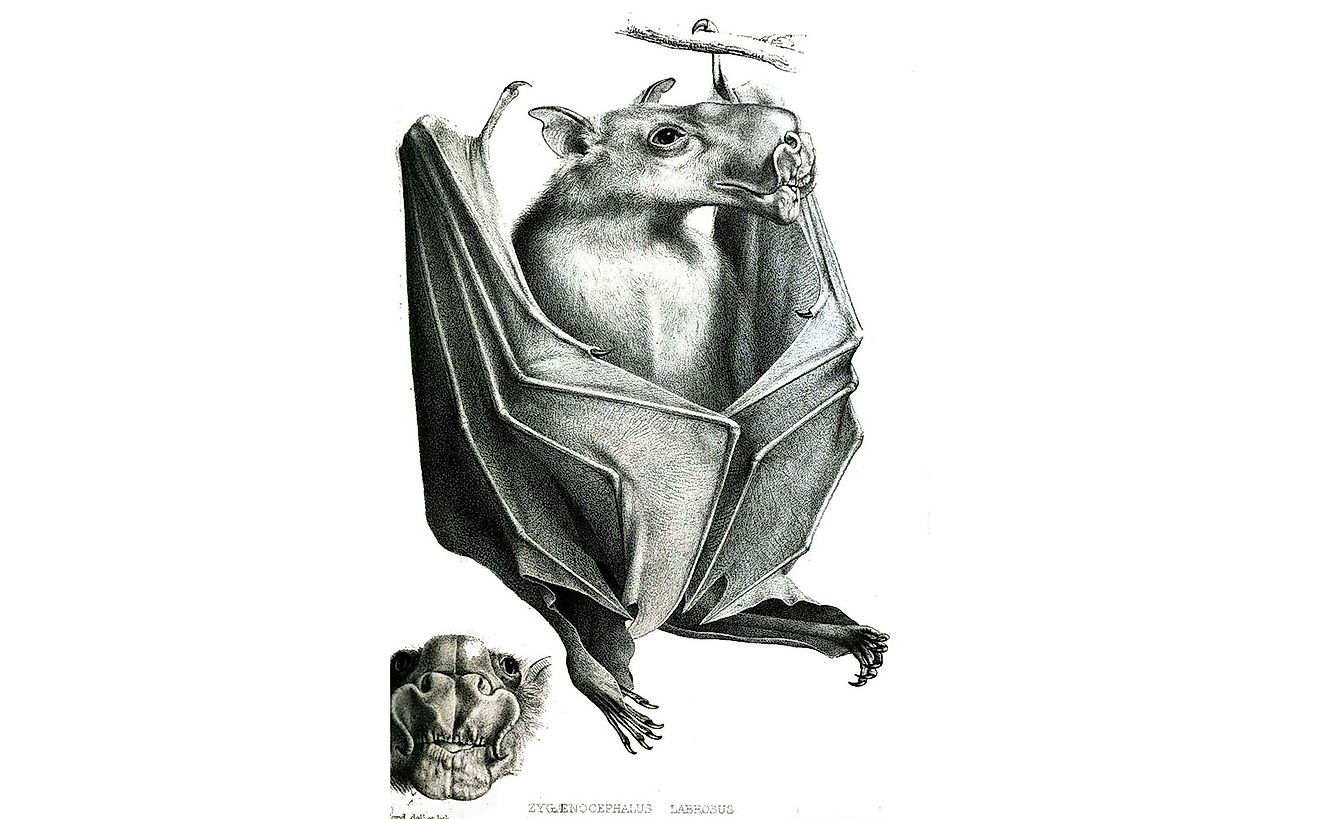 A drawing of the hammerhead bat from the Proceedings of the Zoological Society of London, 1862.