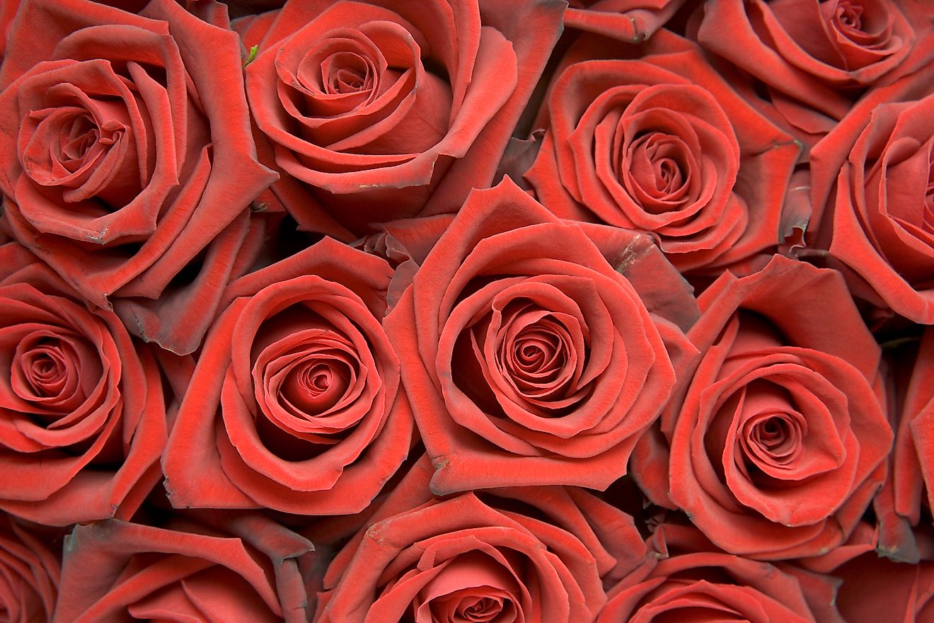 The cost of popular Valentine's Day gifts, such as roses, were taken into consideration by this study conducted by the florist Bloomy Days. 
