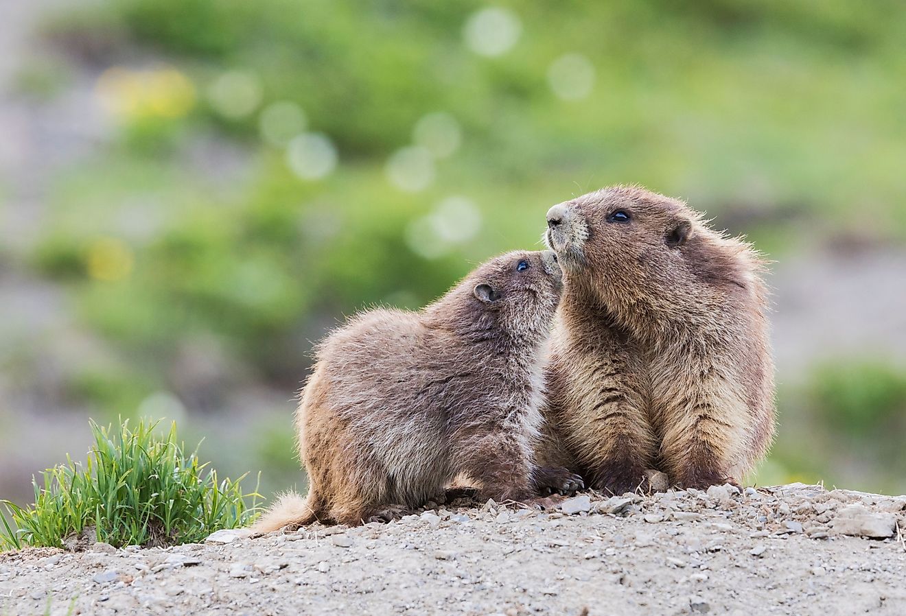 Olympic marmots, parent and youngster