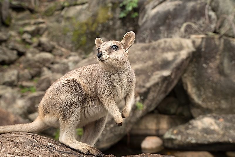 A young Wallaby stands upon a log.