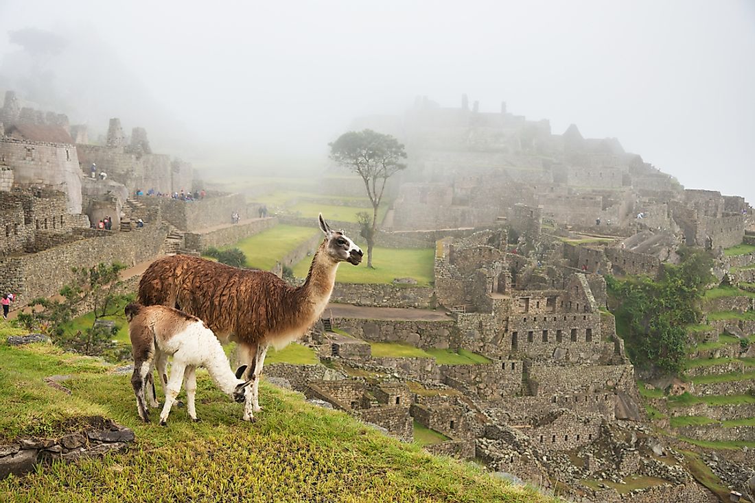 Llamas are a common sight in the Andes Mountains such as at Peru's Machu Picchu.