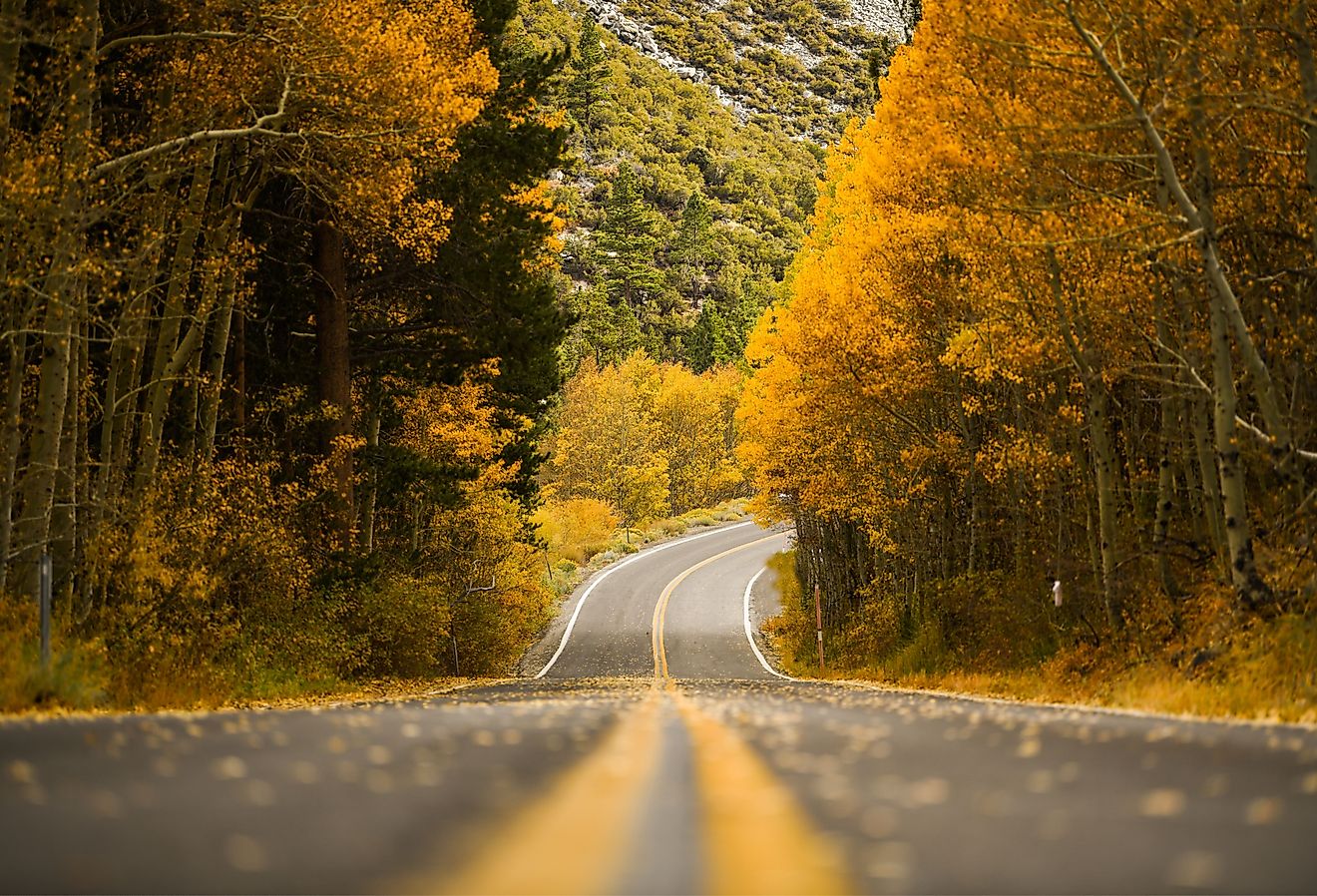 Fall road during autumn at June Lake, California with yellow aspen trees, view of road, falling leaves.