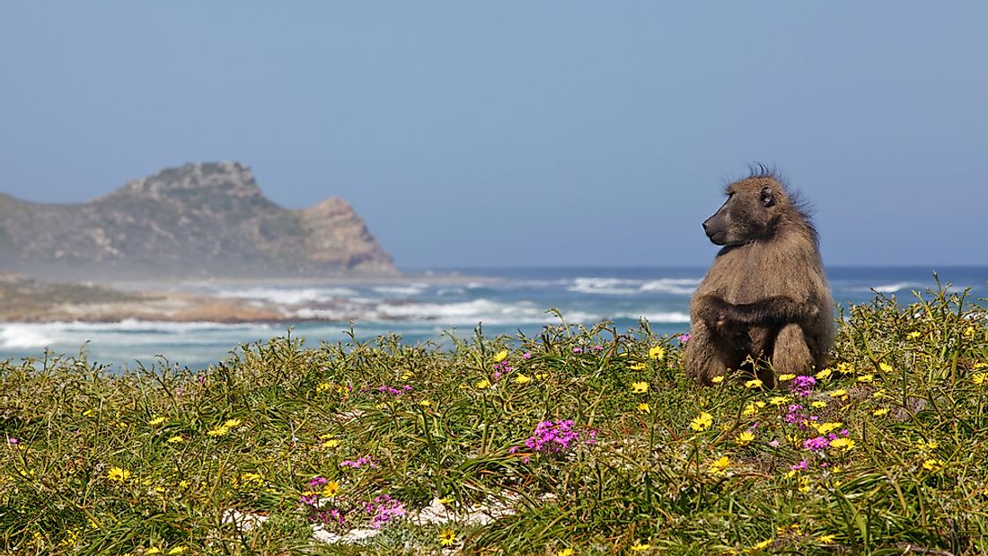 A chacma baboon near the Cape of Good Hope in South Africa.