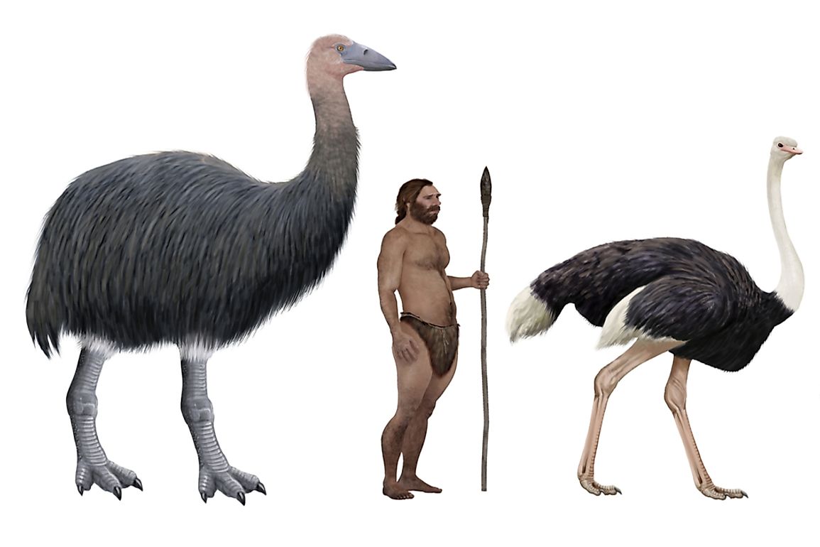 Size of the elephant bird in comparison to a human and an ostrich. 