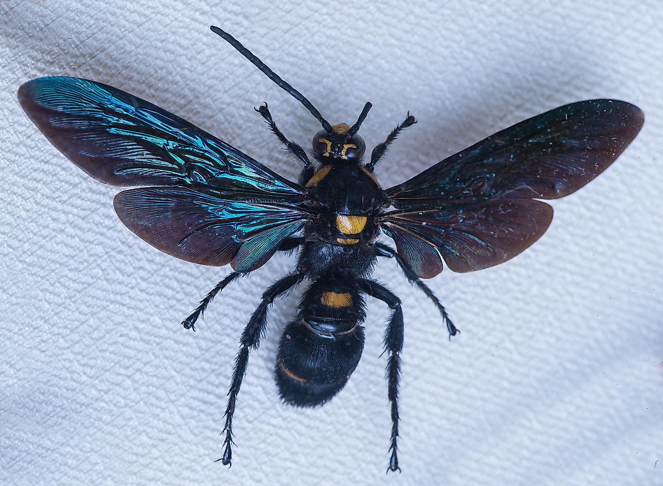 Giant Scoliid Wasps, also known as Megascolia procer, are solitary wasps that can be found around Indonesia.