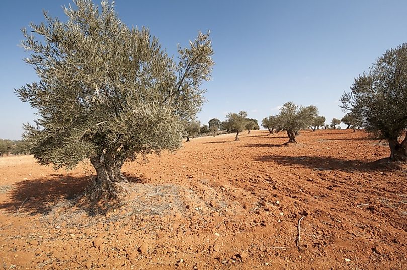 Olive trees such as these are well-suited for growing in semiarid environs.